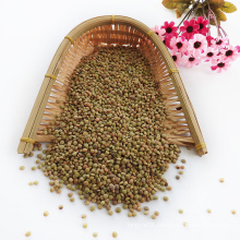 Hot Sale Lentils Beans with Low Price of Green Lentils